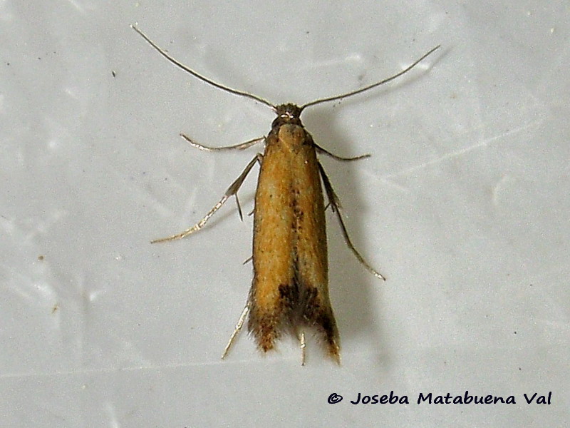 Micro da id.: Coptotriche marginea - Tischeriidae